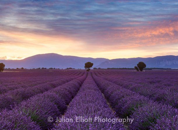 Lavender fields on the Plateau de Valensole, Provence.