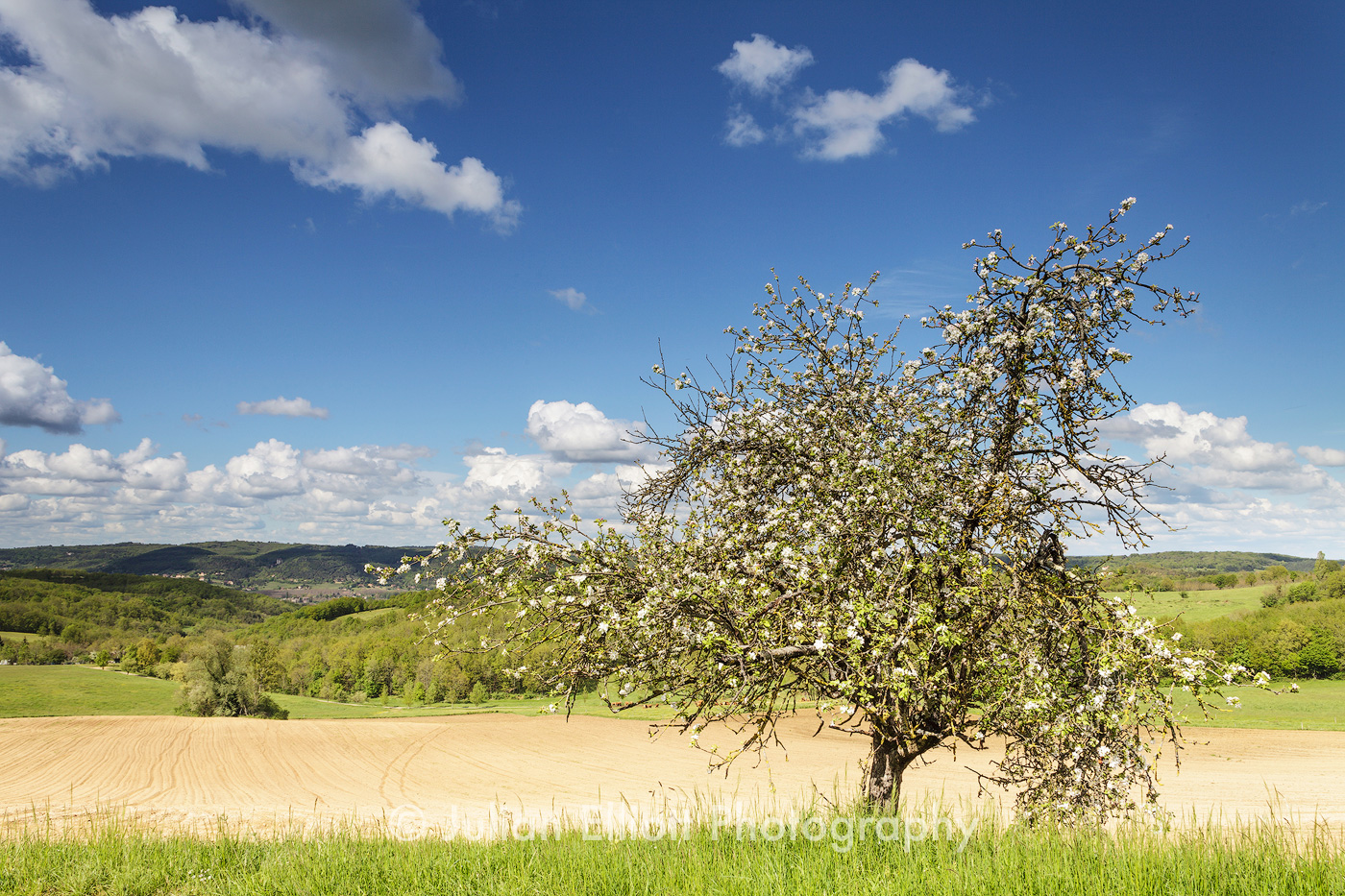 Lone tree in Dordogne