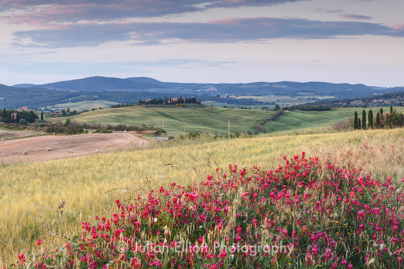 Wildflowers in the Val d'Orcia