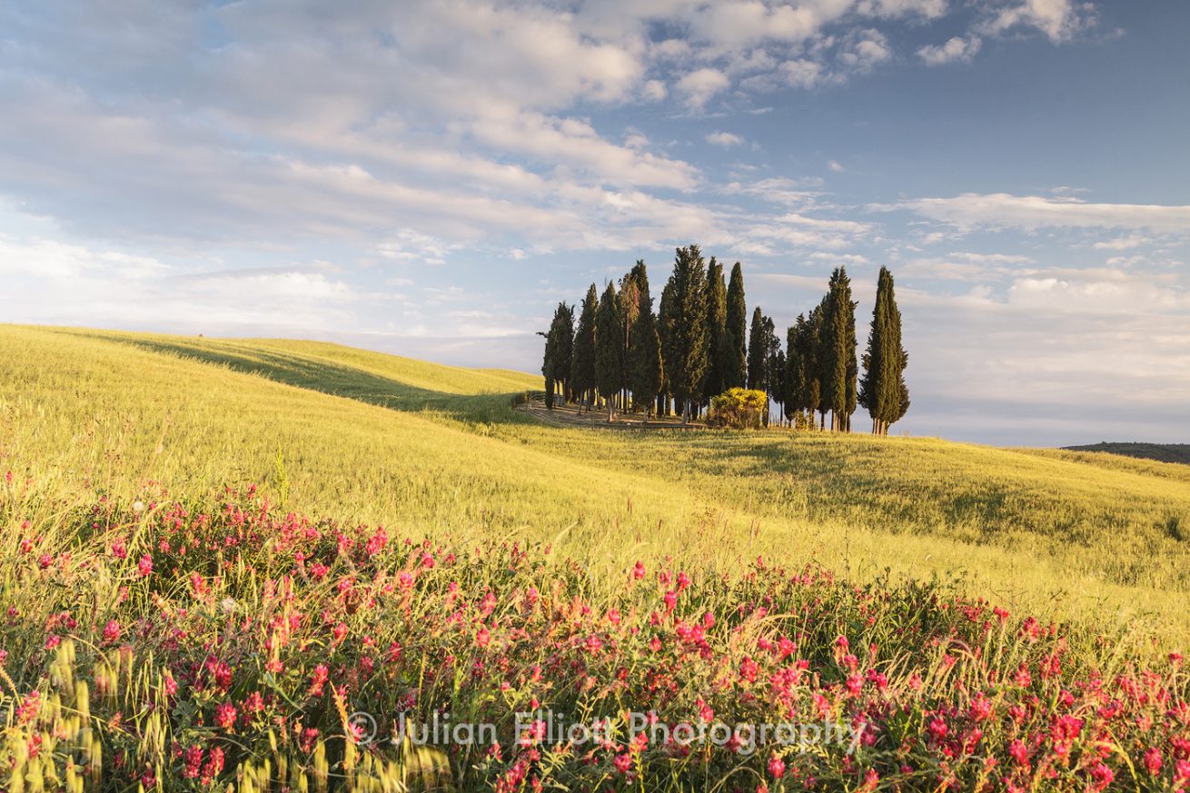 A clump of cypress trees in the Val d'Orcia.