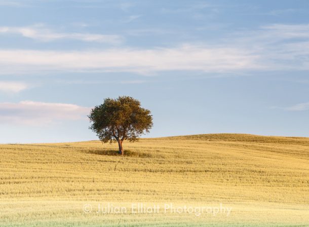 A lone tree in the Val d'Orcia