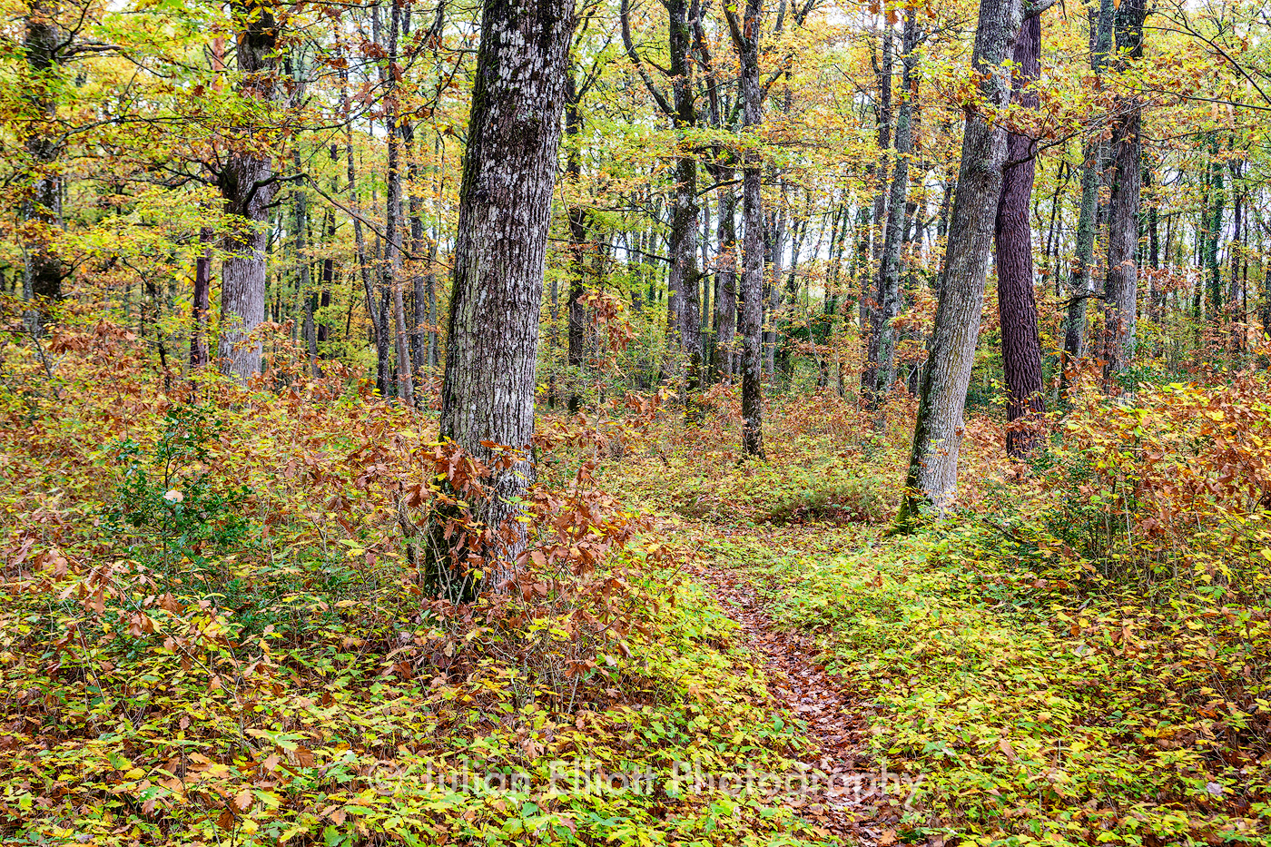 Woodland Photography - A beginner's guide - Julian Elliott Photography