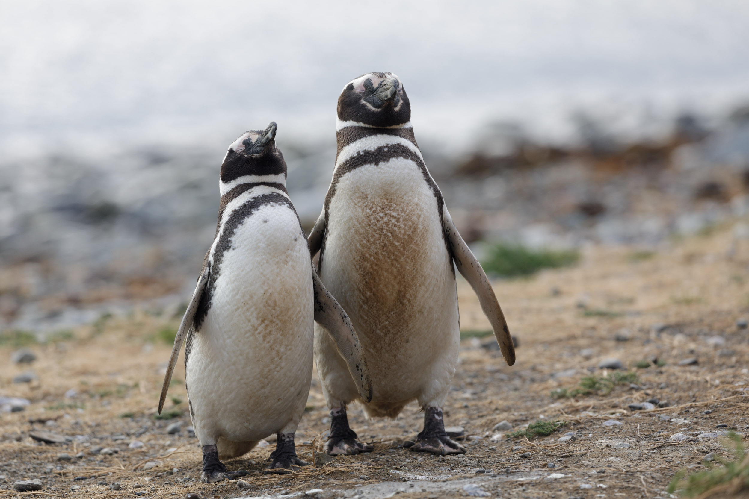 Magellanic penguins on Magdalena Island in Chile.