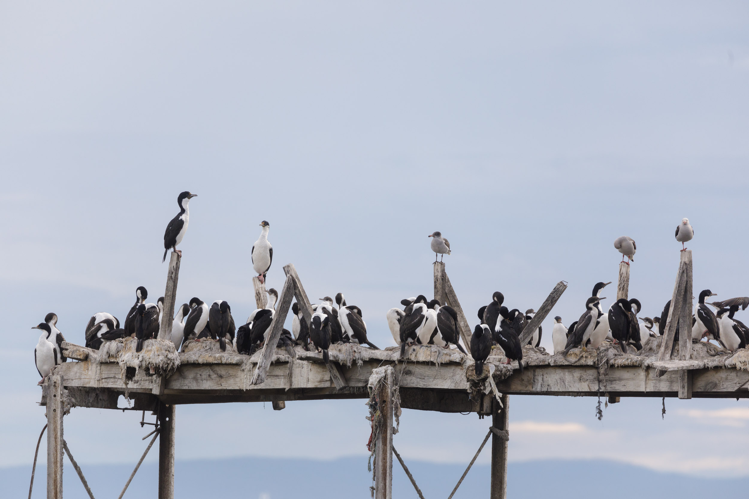 Birds gather around an old pier in Punta Arenas, Chile.