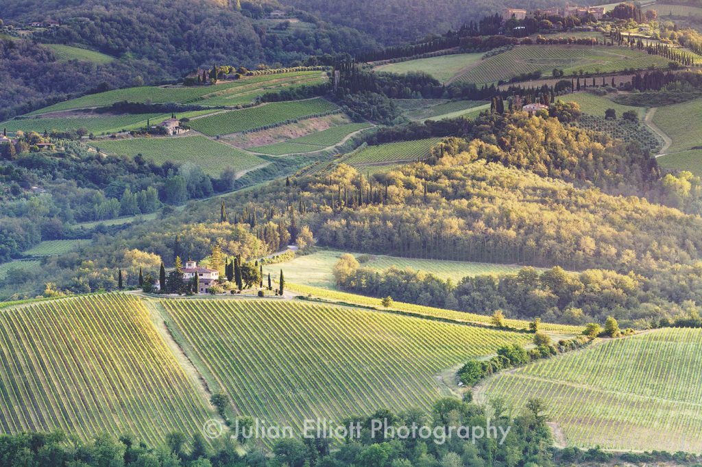 Dawn over the vineyards near Radda in Chianti