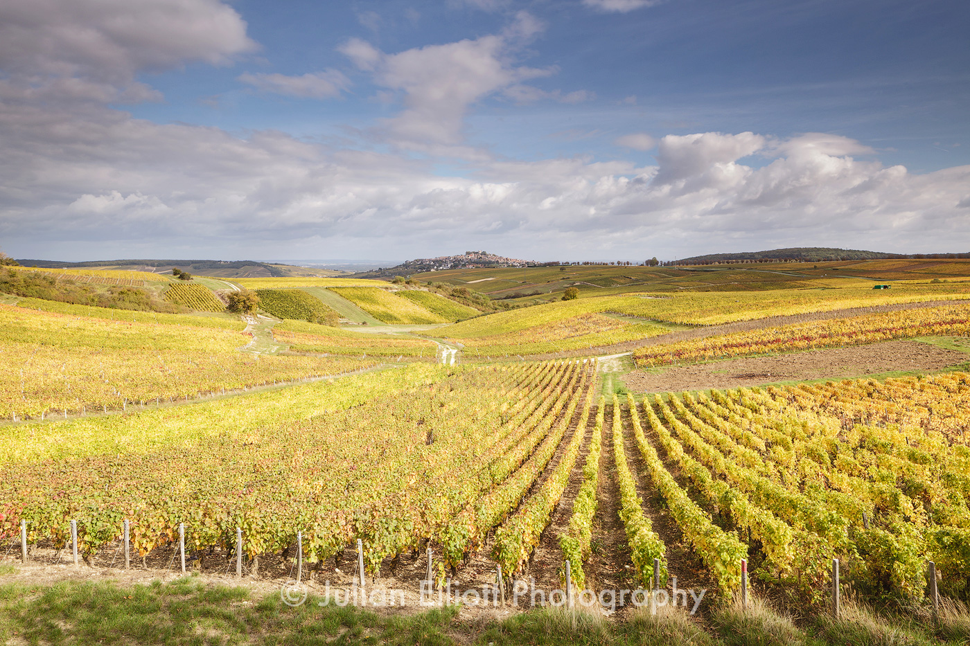 Autumn color in the vineyards of Sancerre, France.