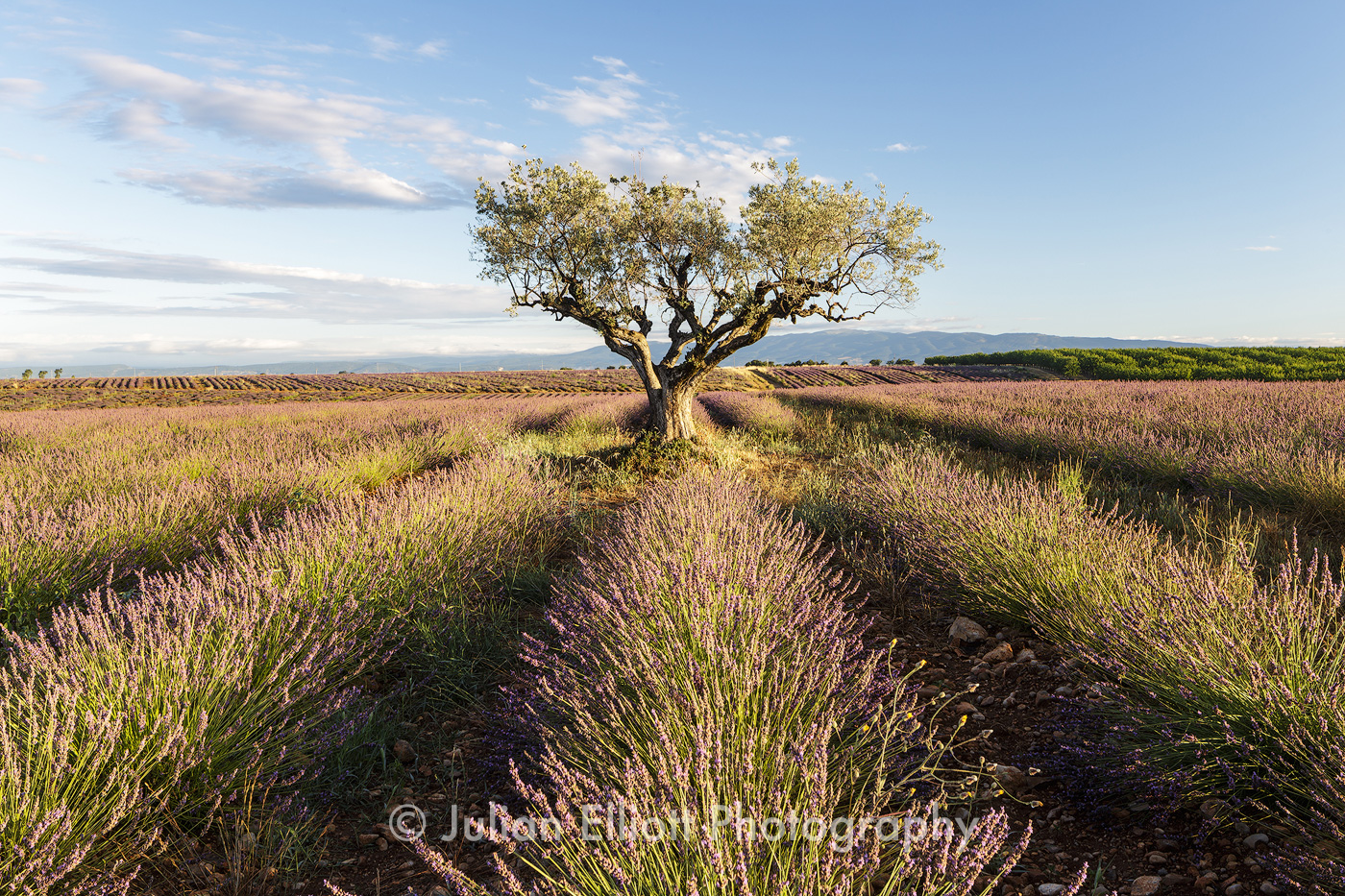 Lavender fields on the Plateau de Valensole