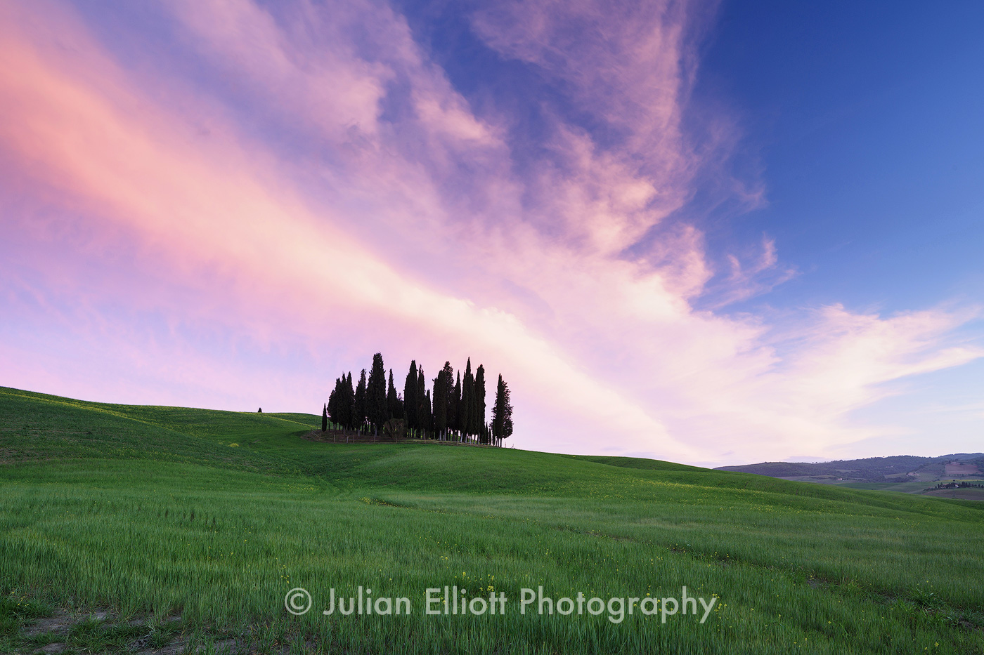 Cypress trees in the Val d'Orcia