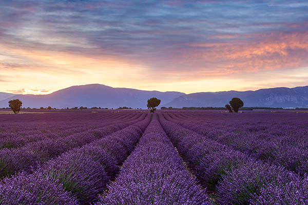 Lavender fields on the Plateau de Valensole, Provence.