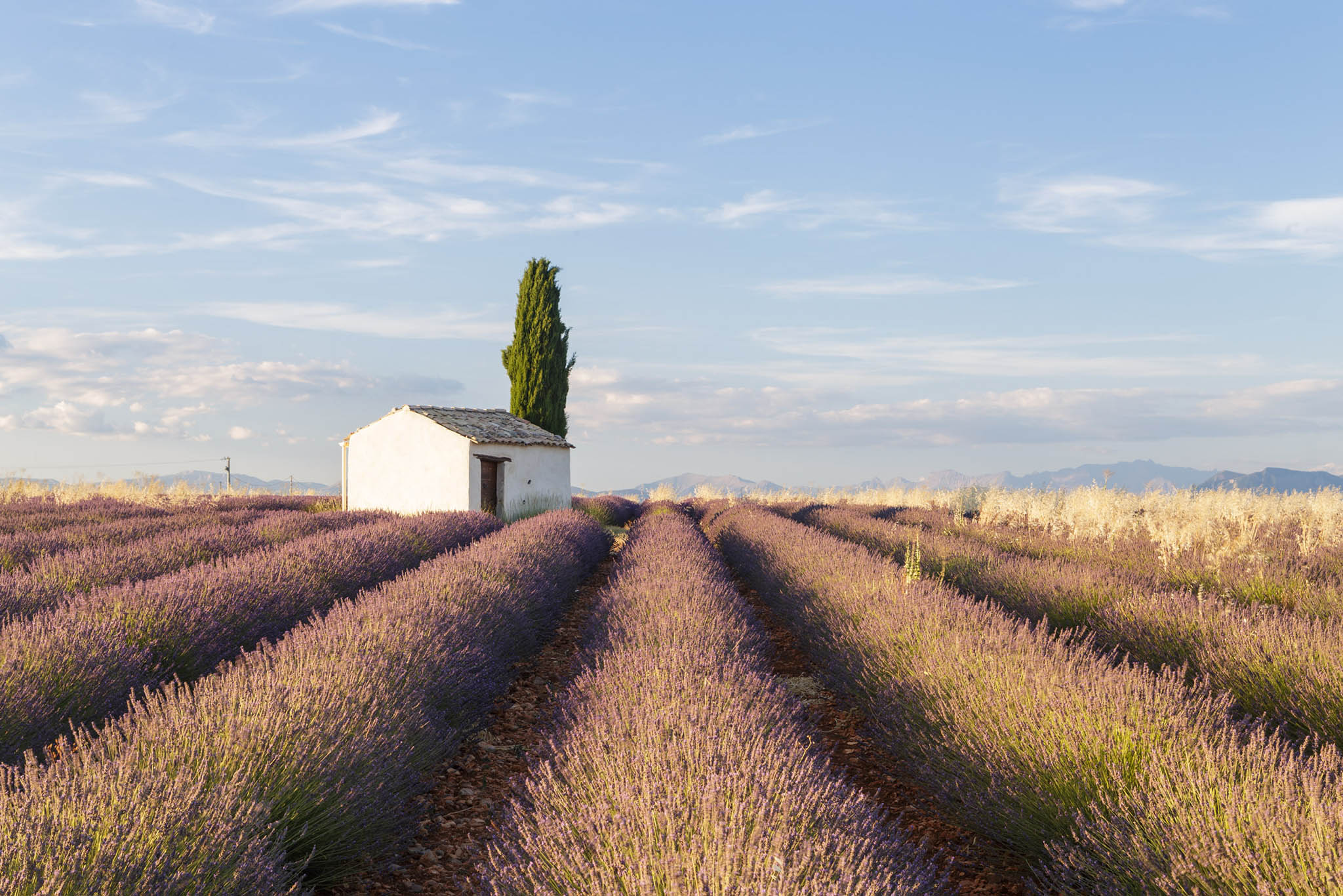 Lavender fields on the Plateau de Valensole, Provence.