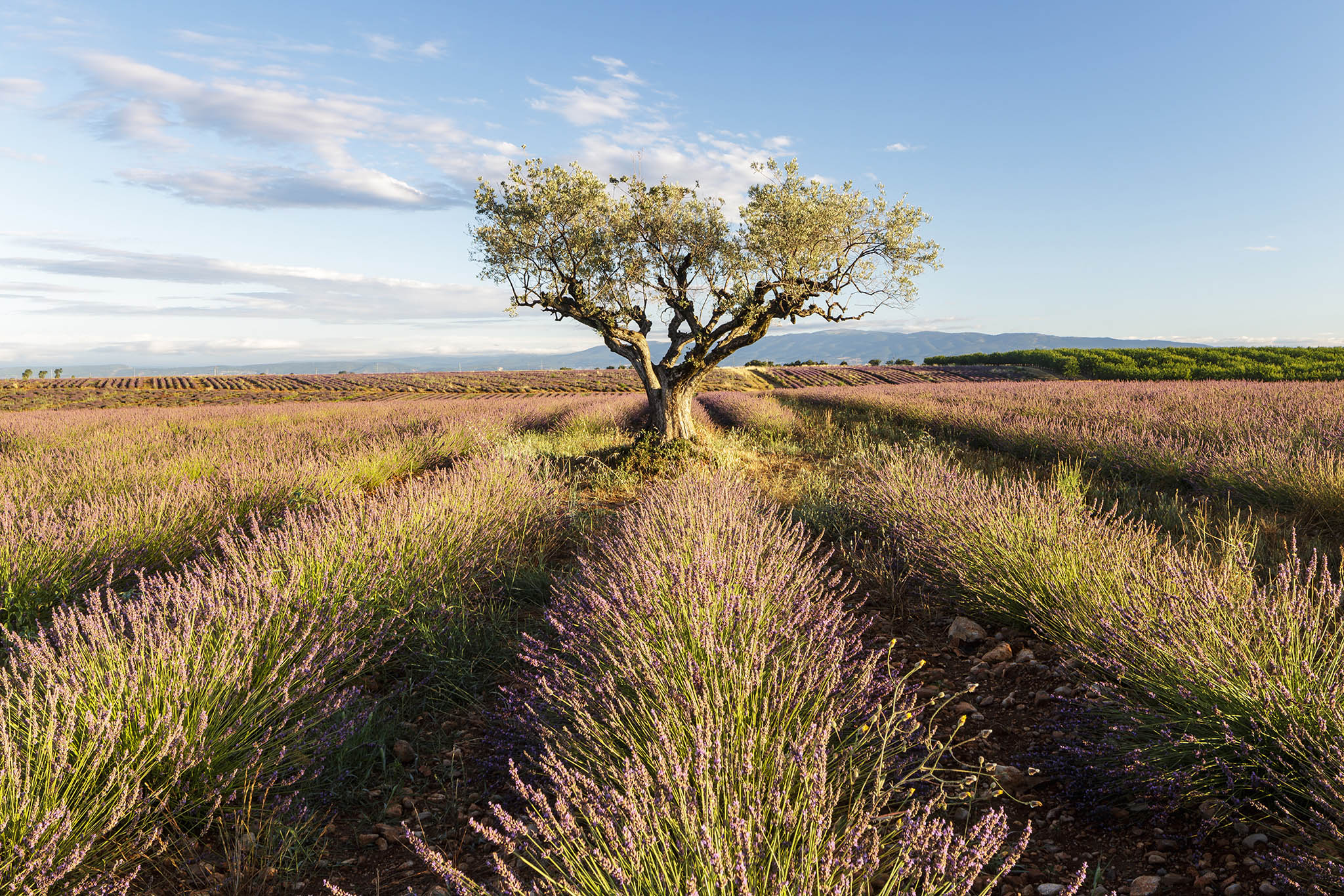 Lavender fields on the Plateau de Valensole, Provence.