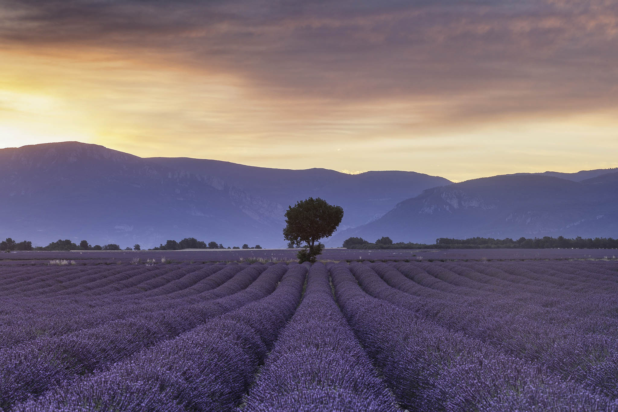 Lavender fields on the Plateau de Valensole, Provence.