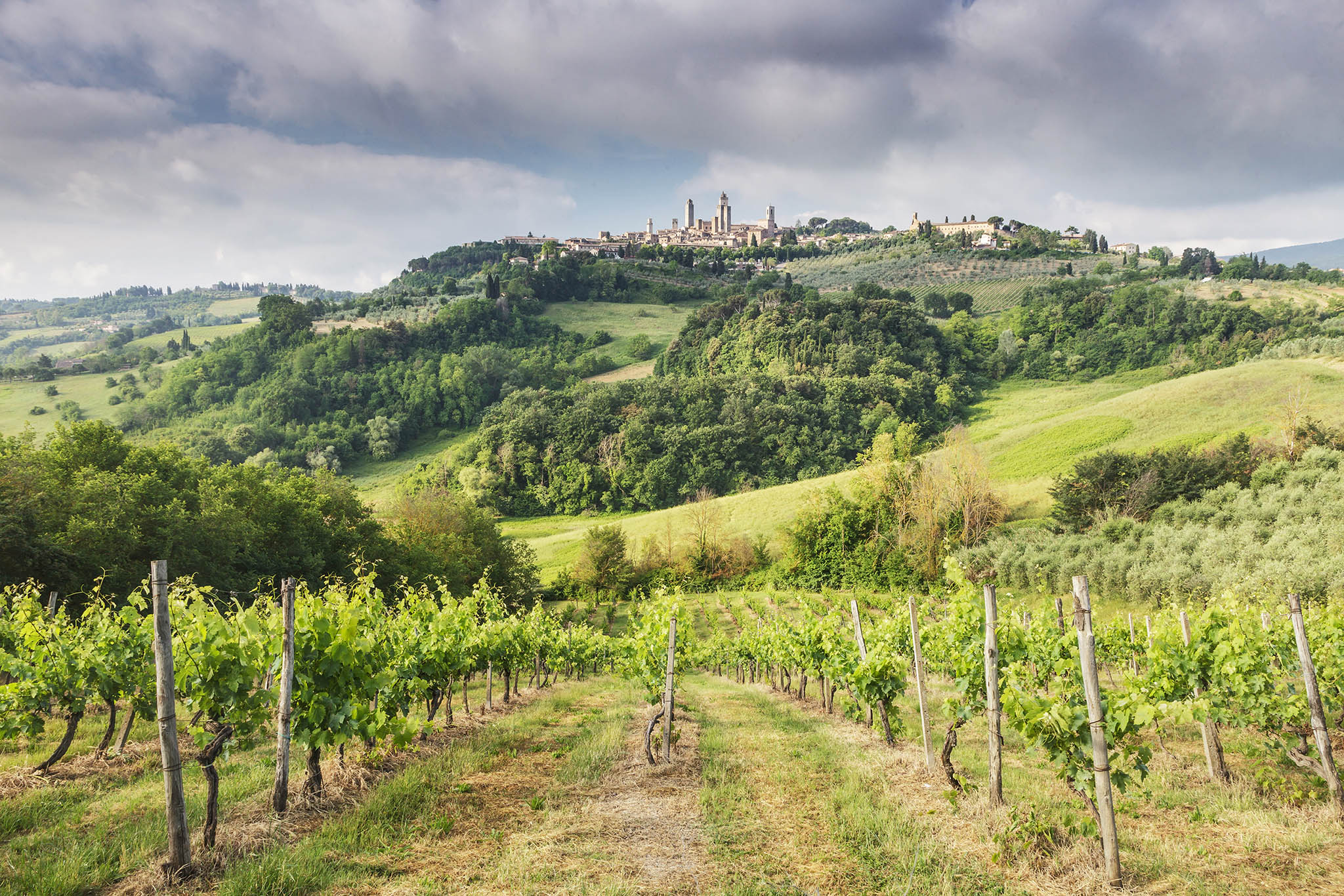 Vineyards near to San Gimignano, Tuscany. The town also is known for the white wine, Vernaccia di San Gimignano, produced from the ancient variety of Vernaccia grape which is grown on the sandstone hillsides of the area.