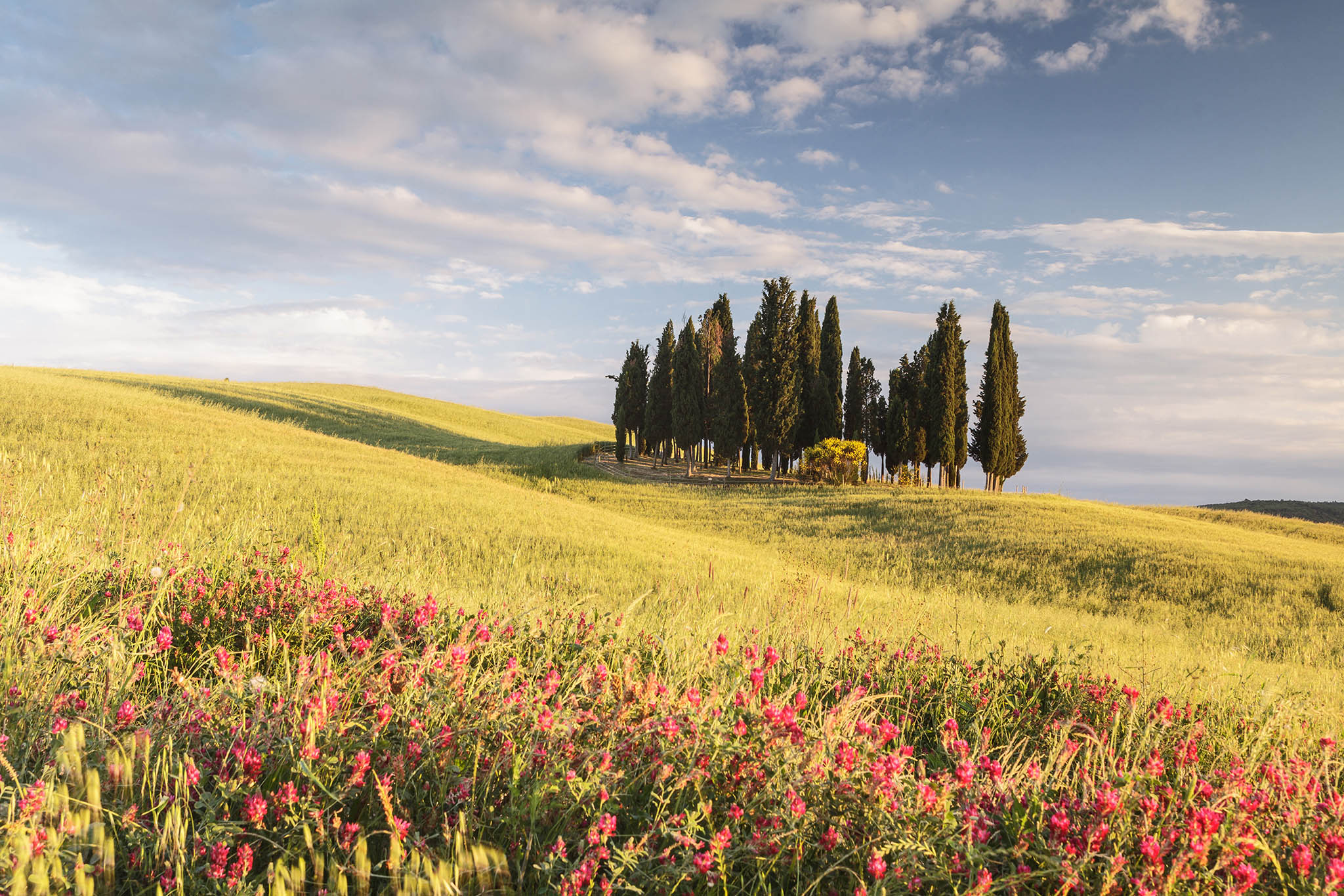 A clump of cypress trees in the Val d'Orcia. the are has been designated a World Heritage Site by UNESCO.