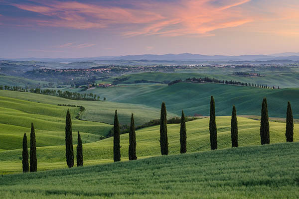 Cypress trees at sunrise in Tuscany, Italy.