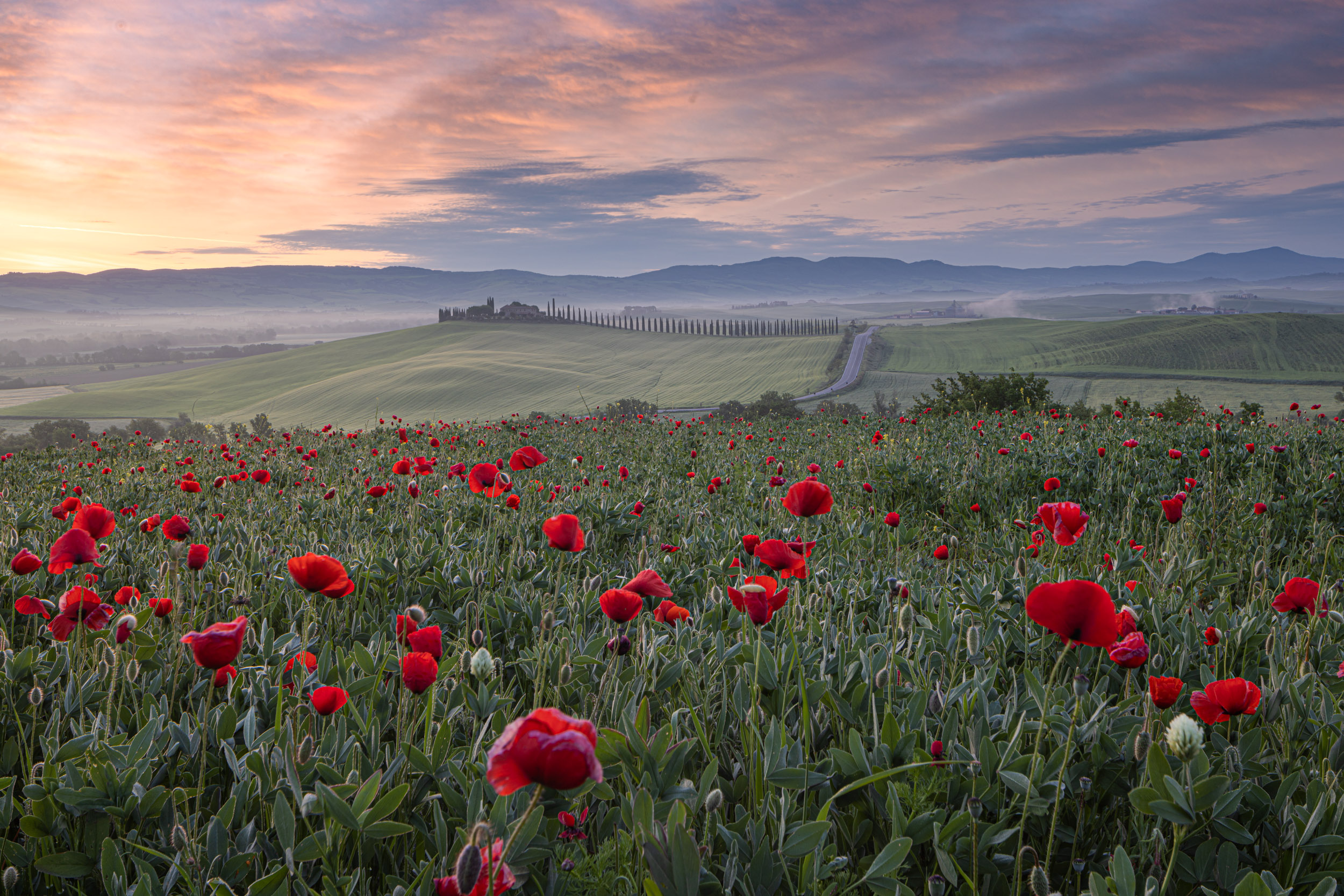 A poppy field is raked by the morning light in the Val d'Orcia in Tuscany.