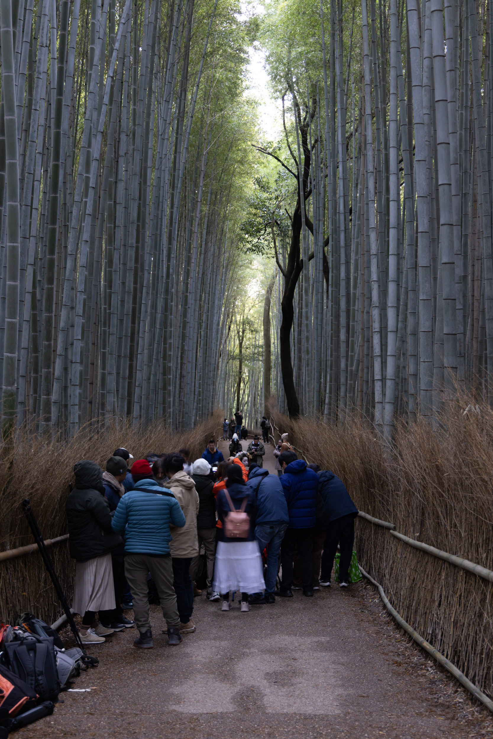 A crowd of photographers in the Arashiyama bamboo forest near Kyoto, Japan.