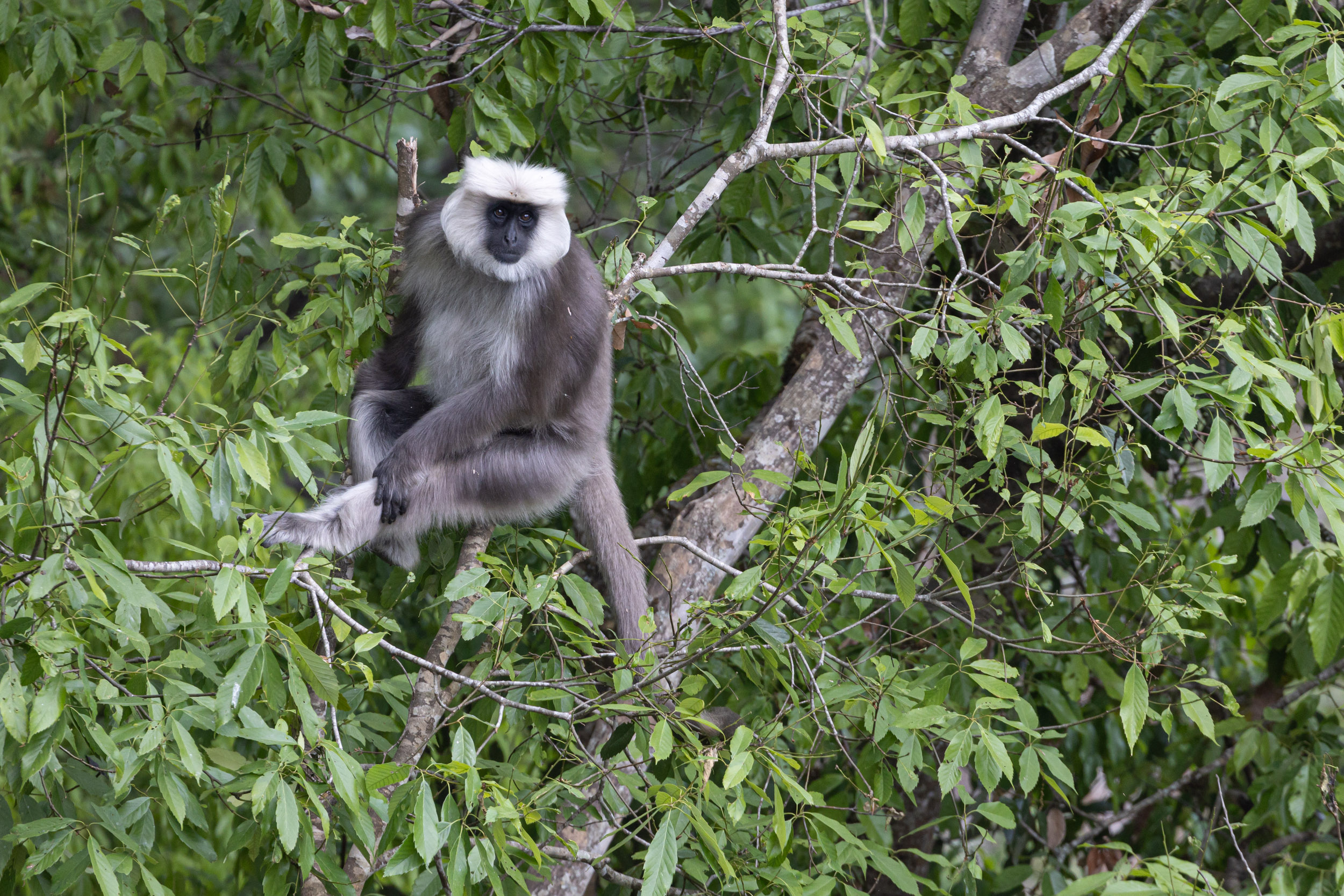 A grey langur monkey amongst the trees in Bhutan.