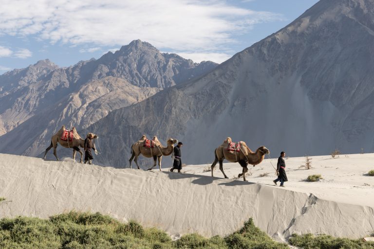 Men dressed in traditional Ladakhi clothes leading camels through the sand dunes of the Nubra Valley of Ladakh, India.
