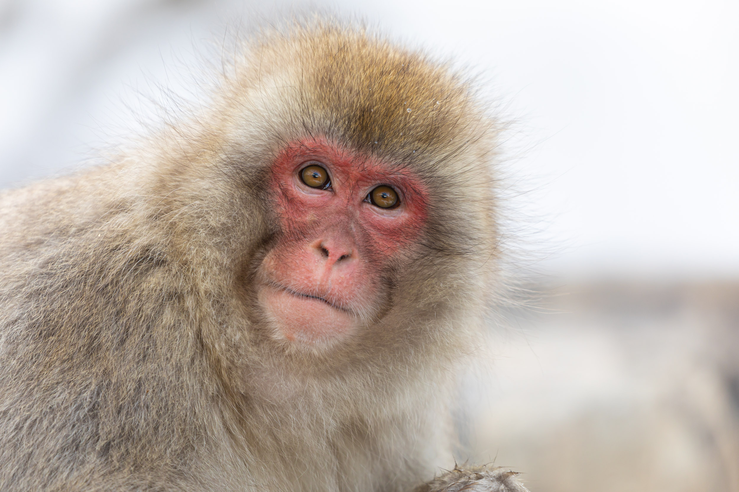 The snow monkey or Japanese macaque is a monkey species native to Japan.