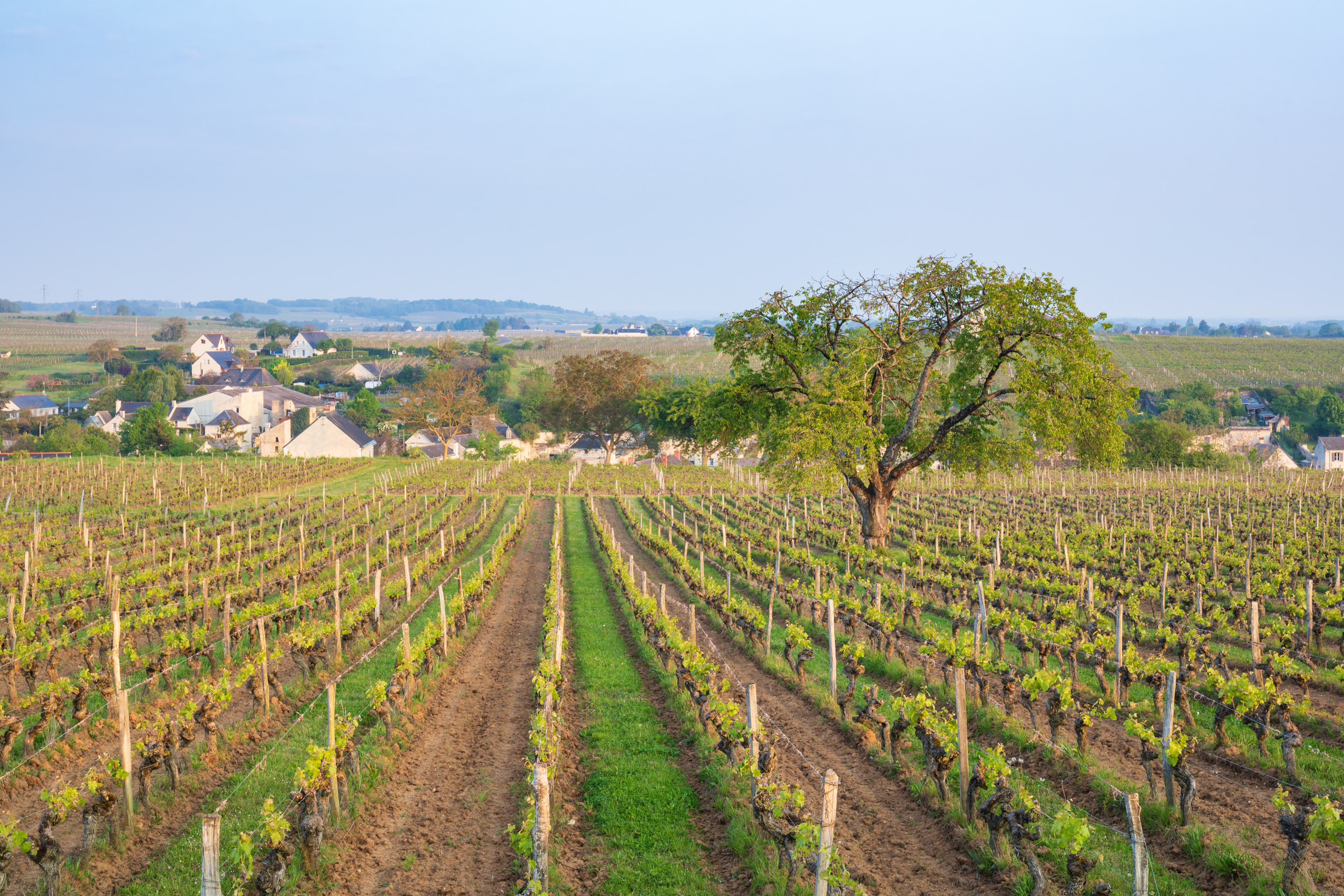 A lone tree stands amongst the vineyards of the Loire Valley near to Parnay. Taken during the Loire Valley photography tour.