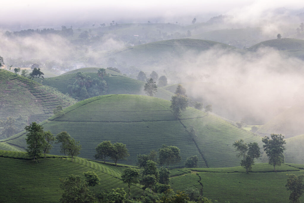 The beautiful and surreal tea terraces of Long Coc at sunrise. Taken during Vietnam photo tour workshop.