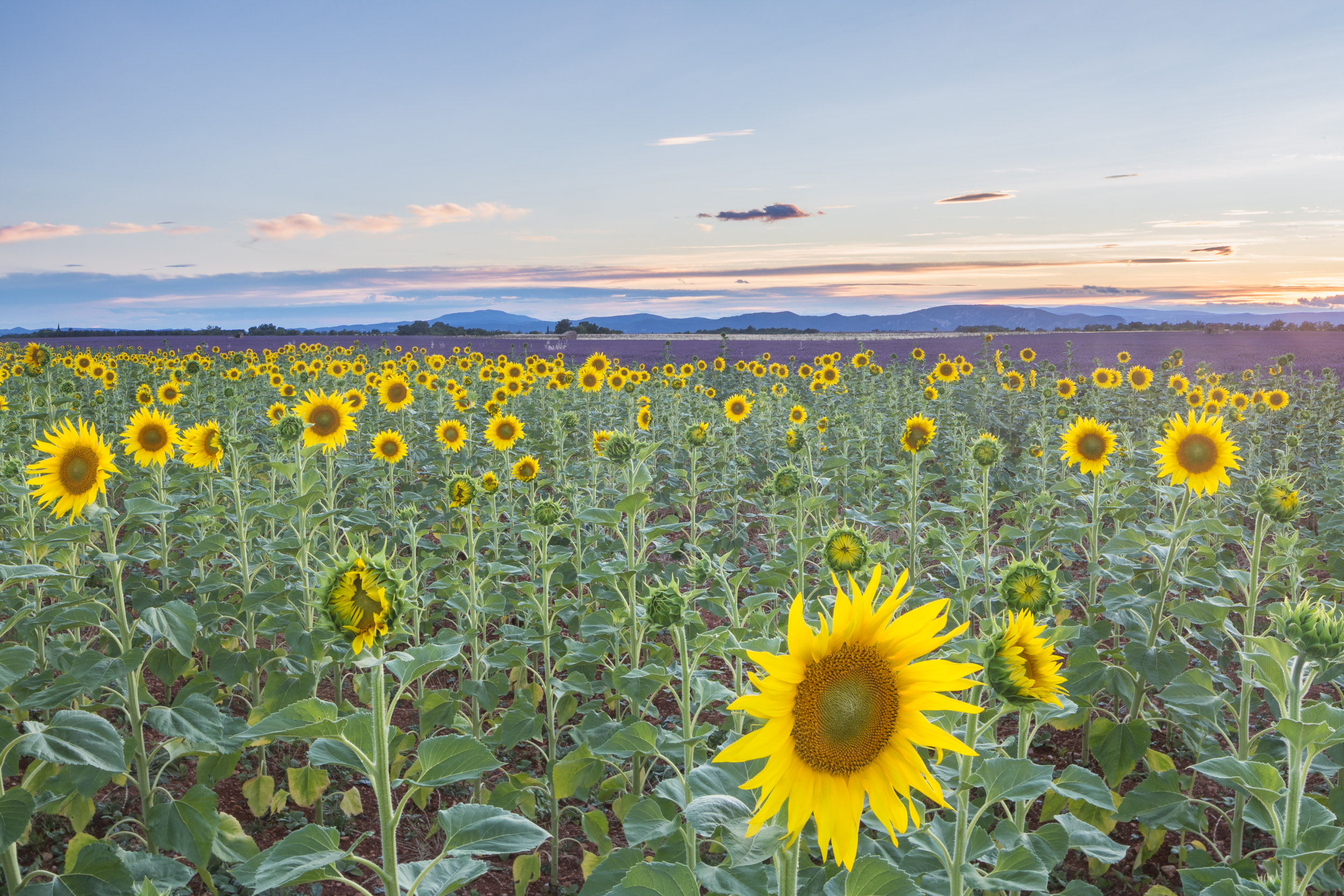 Lavender and sunflower field on the Plateau de Valensole. Taken on the Provence photography tour and workshop in July.