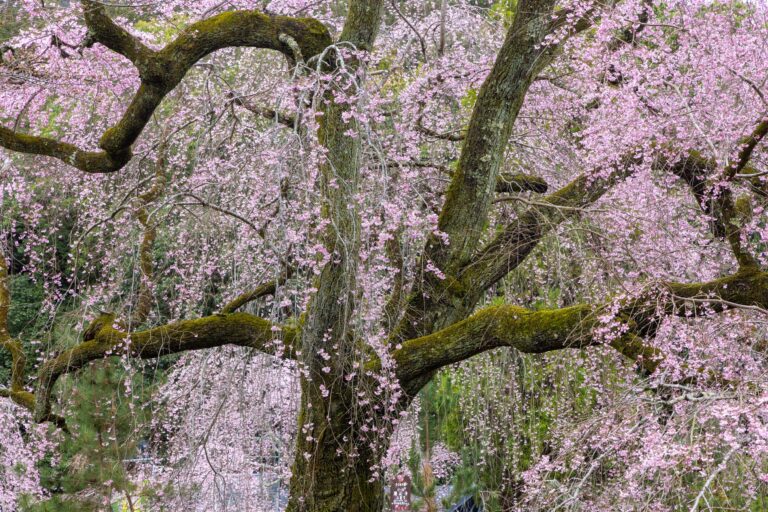 Cherry blossoms around Daigo-ji temple Kyoto. Taken during the Japan Cherry Blossom Photo Tour in April.