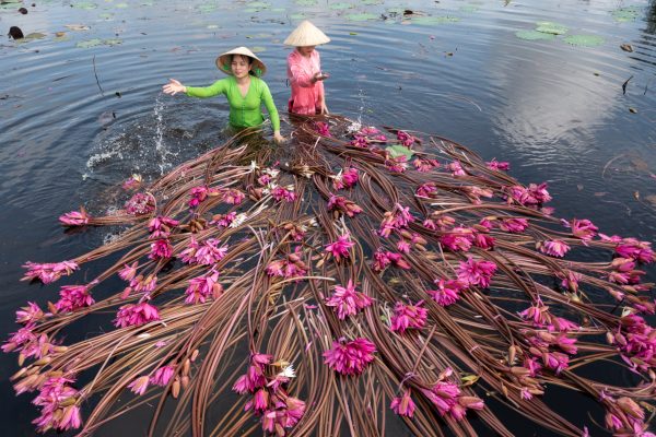 Aerial high-angle view of two women washing water lillies near to Moc Hoa in Long An province, Vietnam.