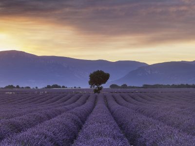 Lavender fields on the Plateau de Valensole, Provence.