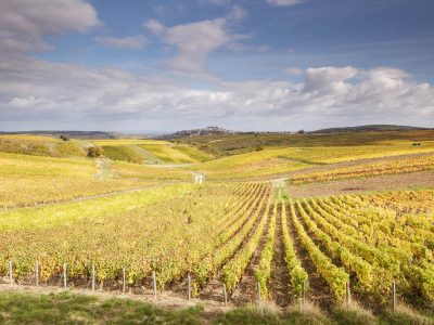 Autumn color in the vineyards of Sancerre, France. The area is known for its fine wines from grape varities such as pinot noir and sauvignon blanc. It is also on the edge of the World famous UNESCO World Heritage Site of the Loire Valley.