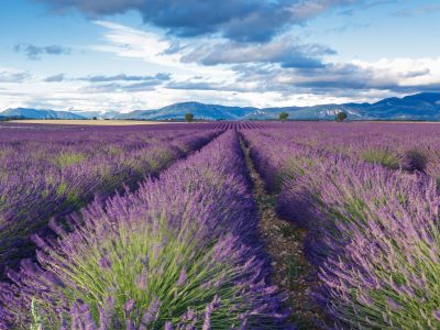 Lavender fields on the Plateau de Valensole. One to one photography workshops.