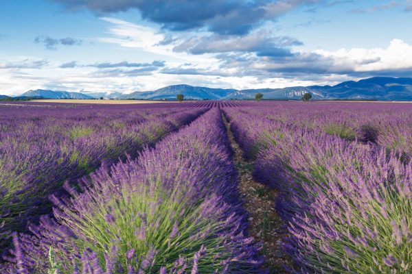 Lavender fields on the Plateau de Valensole. Photos of Provence gallery. Print by Julian Elliott Photography.