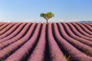 A lone tree amongst the lavender of Provence. Taken during the Provence photo tour in July.
